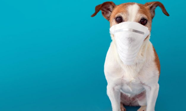 20 phrases that should be banished from Covid-19 briefings